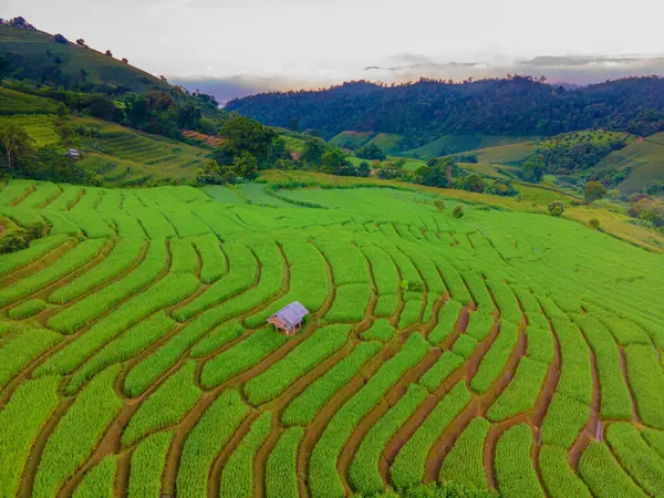 位于泰国清迈的梯田稻田 在多云的雨天 在雨季的稻田 — 图库照片
