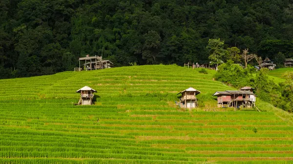 Terraced Rice Field in Chiangmai, Thailand, Pa Pong Piang rice terraces, green rice paddy fields during rain season. Homestays in the mountains where people can stay by local farmers
