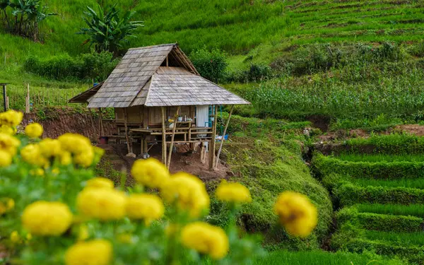 Terraced Rice Field Chiangmai Tailandia Terrazas Arroz Pong Piang Arrozales —  Fotos de Stock