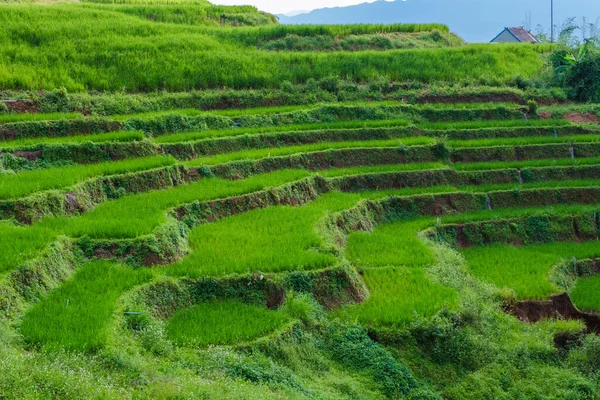 泰国清迈的绿色梯田 帕邦坪水稻梯田 雨季的绿色稻田 — 图库照片