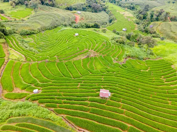 位于泰国清迈的梯田稻田 帕邦坪稻田 雨季绿稻田 泰国山区的小型家庭农场 — 图库照片