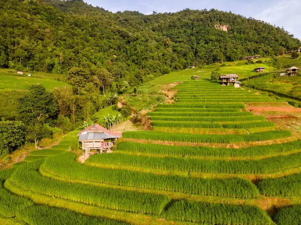タイのチェンマイにあるテラスライスフィールド ポンピアンライステラス 雨季にはグリーンライスパディフィールド タイの山の小さなホームステイ農場 — ストック写真