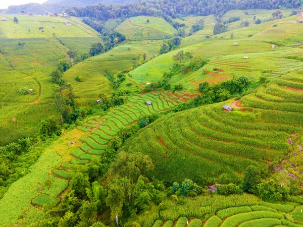 Beautiful Terraced Rice Field in Chiangmai, Thailand, Pa Pong Piang rice terraces, green rice paddy fields during rain season