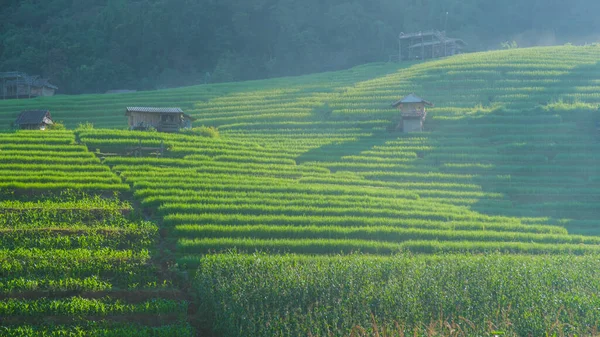 Террасные Рисовые Поля Чиангмае Таиланд Pong Piang Рисовые Террасы Зеленые — стоковое фото