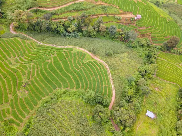泰国清迈美丽的绿色梯田稻田 帕邦坪稻田 雨季的绿色稻田 — 图库照片
