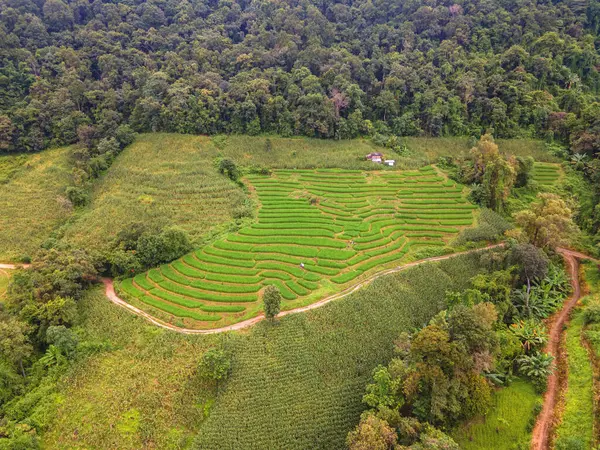 Beautiful green Terraced Rice Fields in Chiangmai, Thailand, Pa Pong Piang rice terraces, green rice paddy fields during rainy season