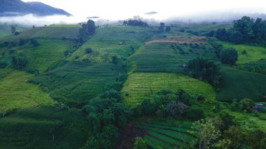 Chiangmai, Tayland 'daki teraslı pirinç tarlası, Pa Pong Piang pirinç terasları, yağmur mevsiminde yeşil pirinç çeltik tarlaları.