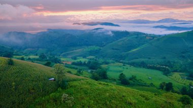 Chiangmai, Tayland 'da yeşil teraslı pirinç tarlası, Pa Pong Piang pirinç terasları, yağmur mevsiminde yeşil çeltik tarlaları...