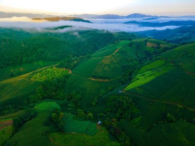 Chiangmai, Tayland 'da yeşil teraslı pirinç tarlası, Pa Pong Piang pirinç terasları, yağmur mevsiminde yeşil çeltik tarlaları...