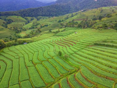 Chiangmai, Tayland 'daki Koyu Yeşil Teraslı Pirinç Tarlası, Pa Pong Piang pirinç terasları, Yağmur mevsiminde yeşil pirinç tarlaları