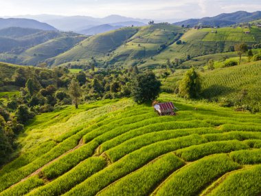 Chiangmai, Tayland 'daki teraslı pirinç tarlası, Pa Pong Piang pirinç terasları.
