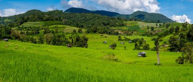 Yeşil yağmur mevsiminde, Tayland 'da, Chiangmai' deki Yeşil Teraslı Pirinç Tarlası. Kraliyet Projesi Khun Pae Kuzey Tayland