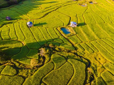 Tayland 'daki yeşil yağmur mevsiminde Chiangmai' deki teras pirinç tarlasında. Kraliyet Projesi Khun Pae Kuzey Tayland Gün batımında