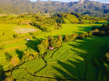 Tayland 'daki yeşil yağmur mevsiminde Chiangmai' deki teras pirinç tarlasında. Güneş doğarken Kraliyet Projesi Khun Pae Kuzey Tayland