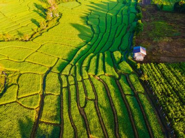 Tayland 'daki yeşil yağmur mevsiminde Chiangmai' deki teras pirinç tarlasında. Güneş doğarken Kraliyet Projesi Khun Pae Kuzey Tayland