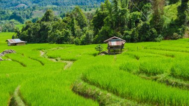 Tayland 'daki yeşil yağmur mevsiminde Chiangmai' deki teras pirinç tarlasında. Kraliyet Projesi Kuhn Pae Kuzey Tayland Bulutlu bir günde