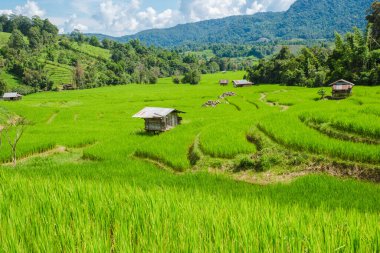 Tayland 'daki yeşil yağmur mevsiminde Chiangmai' deki teras pirinç tarlasında. Yağmur mevsiminde Kuzey Tayland Kraliyet Projesi