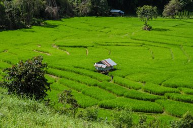 Tayland 'da, yeşil yağmur mevsiminde, Chiangmai' deki güzel Terraced Rice Field. Kraliyet Projesi Khun Pae Kuzey Tayland