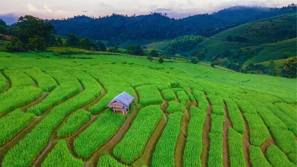 Drone Vista Aerea Presso Campo Riso Terrazzato Verde Chiangmai Thailandia — Foto Stock
