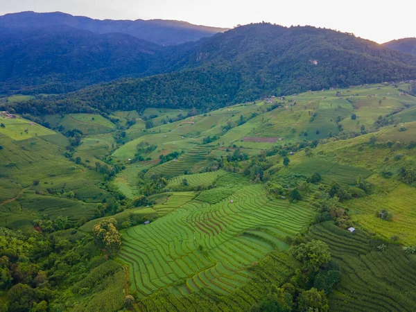 Terraced Rice Field in Chiangmai, Thailand, Pa Pong Piang rice terraces, green rice paddy fields during rain season, drone aerial view