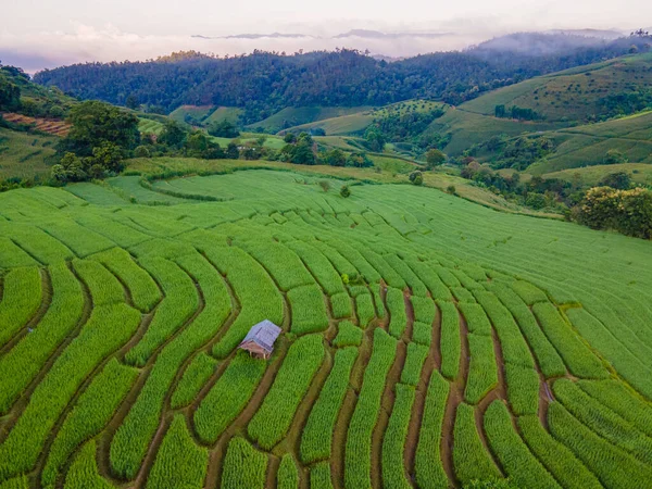 在泰国清迈 日落时分 有绿色梯田的稻田 在雨季 有帕邦坪稻田 有绿色稻田 — 图库照片