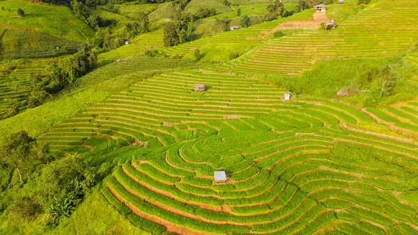 Curved green Terraced Rice Field in Chiangmai, Thailand, Pa Pong Piang rice terraces, green rice paddy fields during rain season