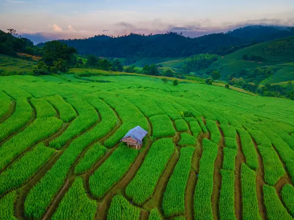 Tramonto Con Verde Terrazzo Campo Riso Chiangmai Thailandia Pong Piang — Foto Stock