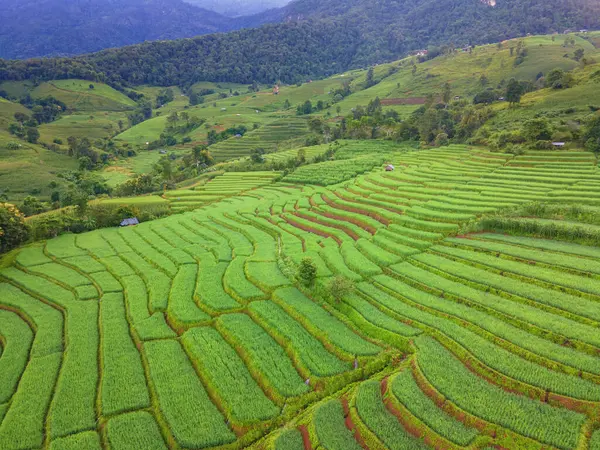 泰国清迈深绿色梯田 帕邦坪水稻梯田 雨季绿稻田 — 图库照片