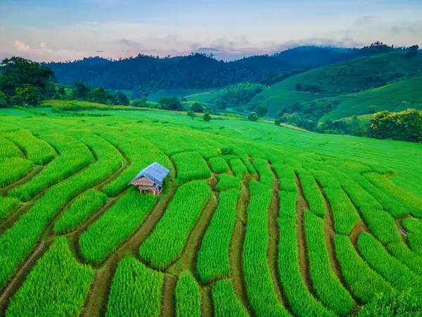 Tmavě Zelené Terasovité Rýžové Pole Chiangmai Thajsko Pong Piang Rýžové — Stock fotografie