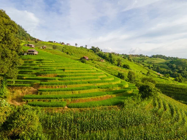 Gebogene Grüne Reisterrassen Chiangmai Thailand Pong Piang Reisterrassen Grüne Reisfelder — Stockfoto