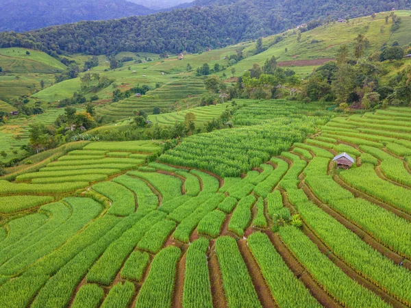 泰国清迈的梯田稻田 泰国北部雨季的帕邦坪稻田 绿稻田 — 图库照片