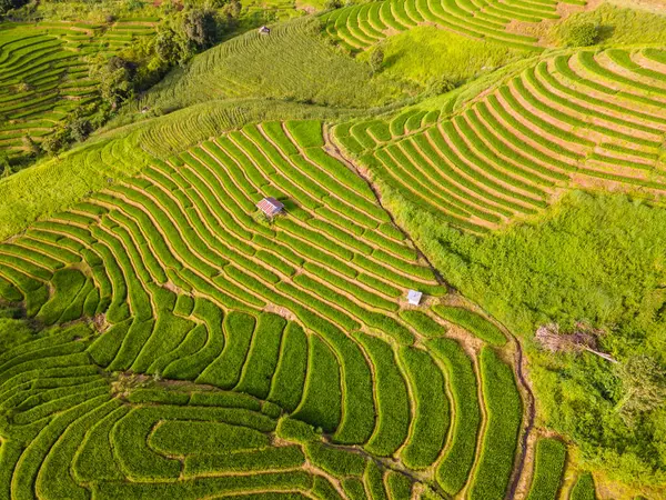 Kaareva Vihreä Rivitalo Riisipellolla Chiangmai Thaimaa Pong Piang Riisiterassit Vihreä — kuvapankkivalokuva