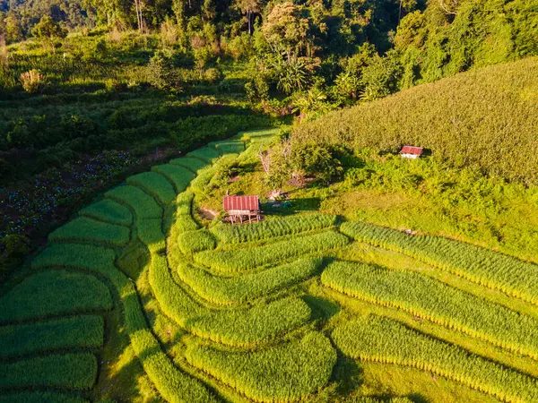 泰国清迈绿色梯田 帕邦坪稻田 雨季绿稻田的无人机鸟瞰 — 图库照片