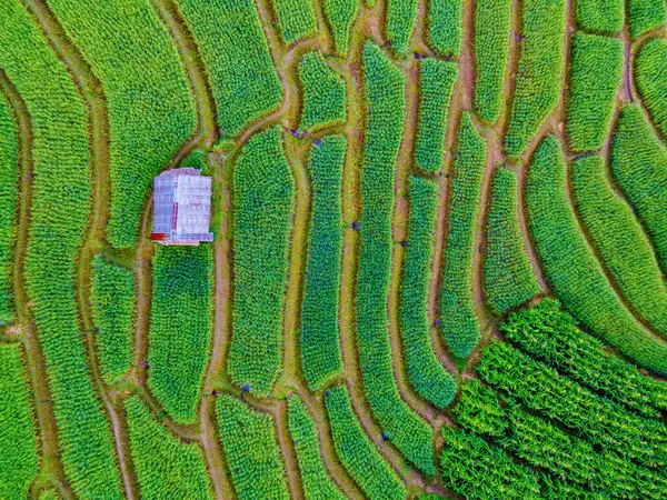Drone Antenn Utsikt Över Den Gröna Terrasserade Risfält Chiangmai Thailand — Stockfoto