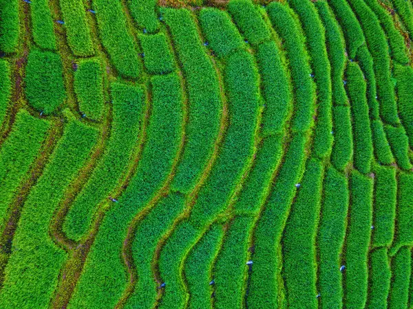 チェンマイの深緑地 ポンピアンの米のテラス 雨季の緑の米のパディフィールド — ストック写真