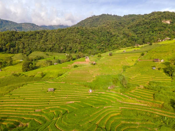 Terraced Rice Field in Chiangmai, Thailand, Pa Pong Piang rice terraces, green rice paddy fields during rain season