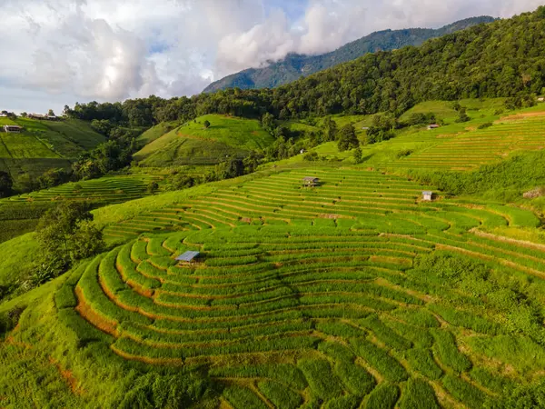 Gebogene Reisterrassen Chiangmai Thailand Pong Piang Reisterrassen Grüne Reisfelder Während — Stockfoto