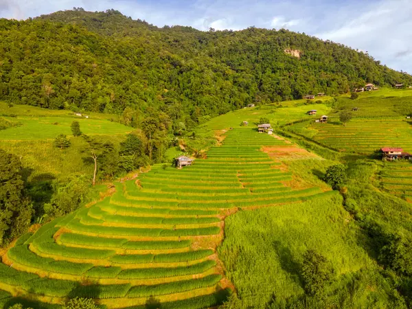日落时分 泰国清迈的绿色梯田 帕邦坪水稻梯田 雨季的绿色稻田 — 图库照片