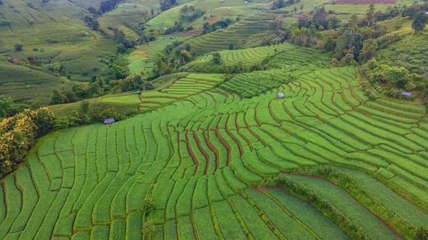 Riviriisi Field Chiangmai Thaimaa Pong Piang Riisiterassit Vihreä Riisi Paddy — kuvapankkivalokuva