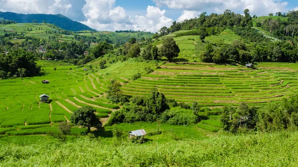 泰国清迈的梯田稻田在绿雨季节 泰国北部Khun Pae皇家项目 — 图库照片