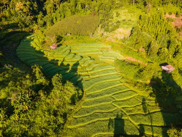 Green Terraced Rice Field in Chiangmai, Thailand, Pa Pong Piang rice terraces, green rice paddy fields during rain season at sunset