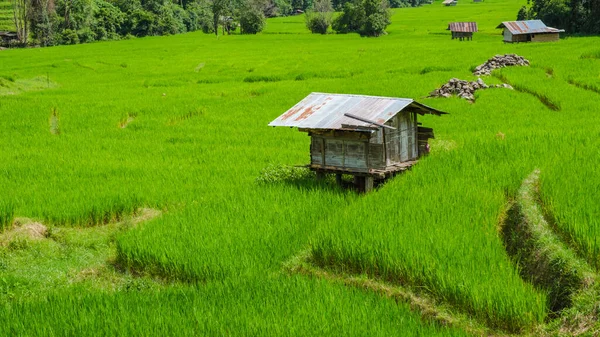 Рисове Поле Чіангмай Під Час Сезону Зелених Дощів Таїланд Королівський — стокове фото