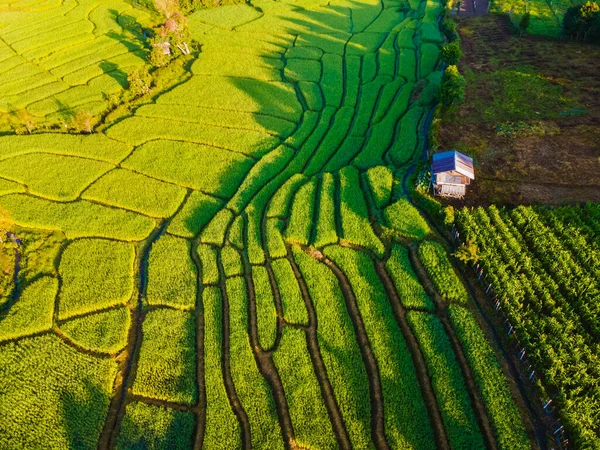 泰国清迈的梯田稻田在绿雨季节 日出时泰国北部Khun Pae皇家项目 — 图库照片