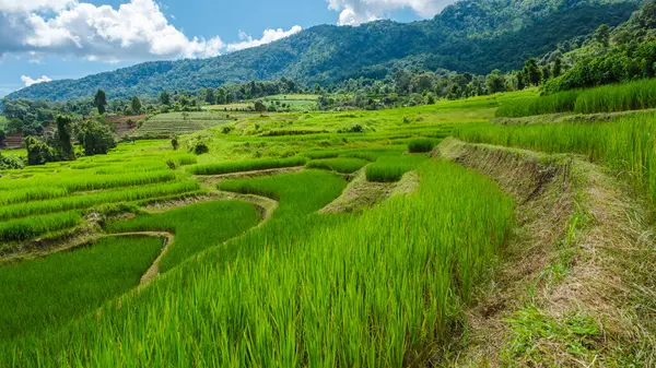 Curvo Terraced Rice Field Chiangmai Durante Temporada Lluvias Verdes Tailandia —  Fotos de Stock