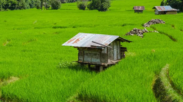 Tayland 'daki yeşil yağmur mevsiminde Chiangmai' deki teras pirinç tarlasında. Kraliyet Projesi Khun Pae Kuzey Tayland küçük çiftlik kulübeleriyle