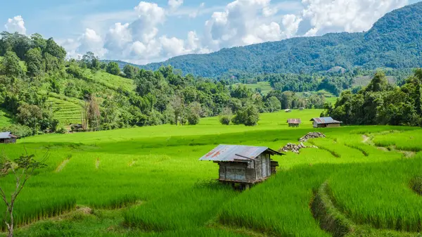 Terraced Rice Field in Chiangmai during the green rain season, Thailand. Royal Project Khun Pae Northern Thailand with small farm huts