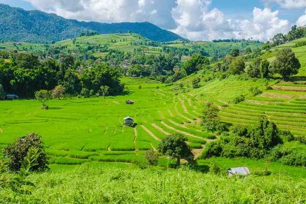 Green Terraced Rice Field Chiangmai Durante Temporada Lluvias Verdes Tailandia —  Fotos de Stock