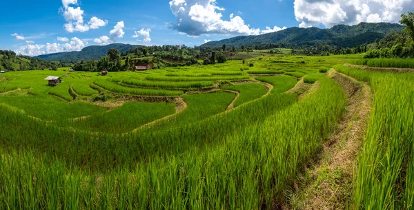 Bellissimo Campo Riso Terrazzato Chiangmai Durante Stagione Delle Piogge Verdi — Foto Stock