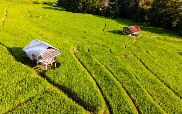 Terrain Riz Terrasses Chiangmai Pendant Saison Des Pluies Vertes Thaïlande — Photo