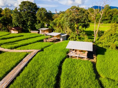 Tayland 'daki yeşil yağmur mevsiminde Chiangmai' deki teras pirinç tarlasında. Kraliyet Projesi Khun Pae Kuzey Tayland. Yeşil pirinç tarlasındaki çiftlikte küçük bir ev.